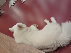 -和它·交个朋友·狗咖猫咖(爱琴海店)
