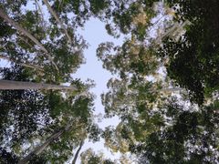 -黄埔油麻山森林公园