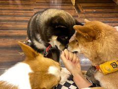 -豆柴町-柴犬主题狗咖(红鼎国际C座店)