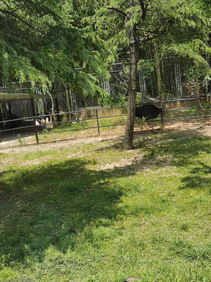 上海野生動物園-