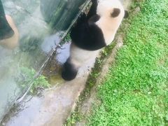 -都江堰中华大熊猫苑