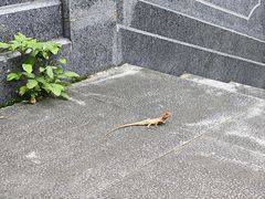 -丹樱生态园