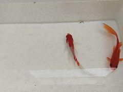 -苏州艺都古玩花鸟市场