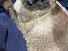 -藏猫猫咖啡主题馆(中央大道店)