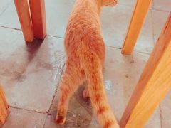 -猫的天空之城概念书店(西塘古镇店)