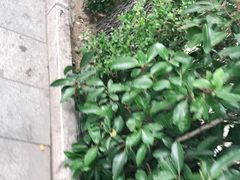 -青岛市图书馆