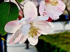 -海棠花溪(元大都城垣遗址公园)
