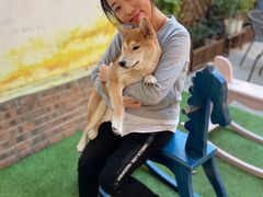 -柴犬高等学院·狗咖·柴犬售卖·宠物训练