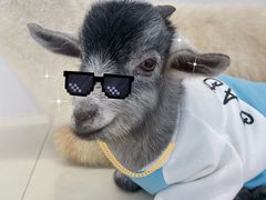 -怪兽屋·羊驼·猫咖·狗咖(俊华广场店)