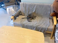 -平行世界·猫咖(首经贸店)
