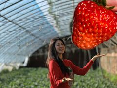 -昌平兴寿秀秀草莓采摘园