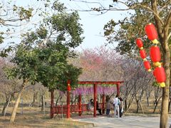 -天适樱花悠乐园