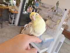 -吉丁鸟咖·异宠·寄养