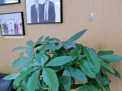 -雅悦齿科(顾村公园店)