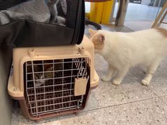 -四月宠物医院·猫专科·心脏专科·内科(转塘店)