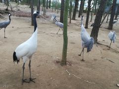 -鄱阳湖国家湿地公园