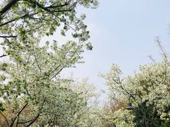 -金鸡湖桃花岛