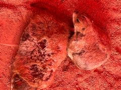 -杭州野生动物世界