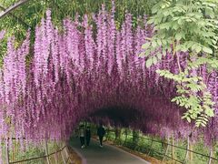 -大塘金香草谷