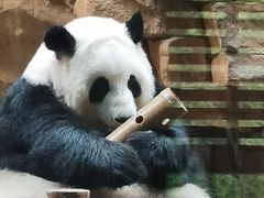 -成都动物园