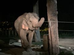 -清迈夜间动物园
