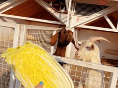 -J Create城市露营咖啡·简餐·宠物(上海动物园店)