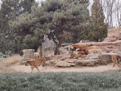 -北京野生动物园