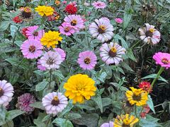 -上海共青森林公园