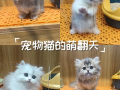 -欣宠猫屋·矮脚拿破仑·蓝金金渐层