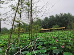 -溱湖国家湿地公园