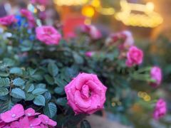 -园林美食城·本土农家菜(杨和镇店)