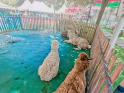 -萌宠亲子动物乐园(槐房万达店)