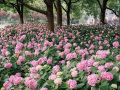 -上海滨江森林公园