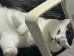 -博特宠物医院24h犬猫全科.骨科·异宠