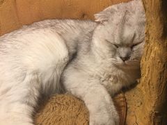 -猫猫幼稚园·撸猫·桌游·电玩