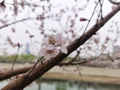 -桃花堤公园