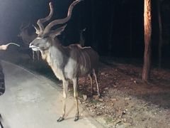 -清迈夜间动物园