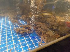 -焰江山海鲜牛排烤肉自助(锦华万达二星店)