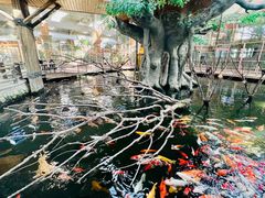 -南宫五洲植物乐园