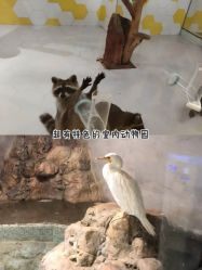 -七巧国萌宠乐园(龙湖天街店)