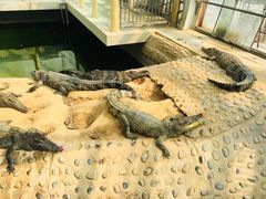 -石家庄市动物园