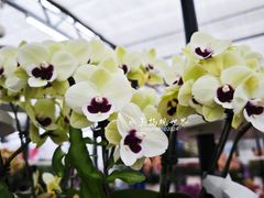 -荷兰花海