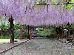 -嘉定紫藤园