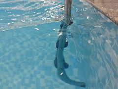 -阳光游泳培训(北苑店)