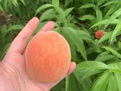 -桃源山庄·水蜜桃采摘·柴火鸡·烧烤团建(龙泉山店)