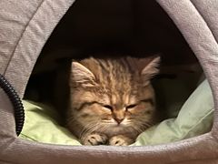 -babydoll猫舍·米努特·德文·缅因(久光中心店)