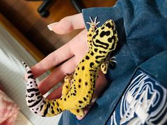 -酷以爬仙阁实体爬宠店·守宫·蜥蜴·专业繁育