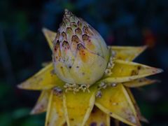 -中国科学院西双版纳热带植物园