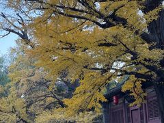 -晋祠公园