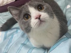 -lincat·猫舍(广州店)